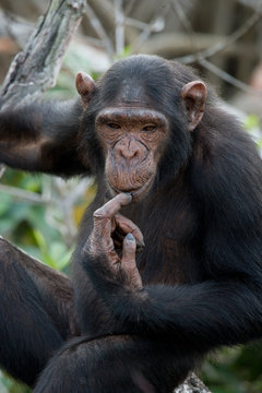 Portrait of chimpanzee. Republic of the Congo. Conkouati-Douli Reserve. An excellent illustration.