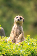 ミーアキャットのポートレート