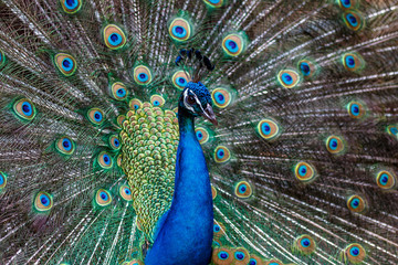 Obraz premium 孔雀のポートレート