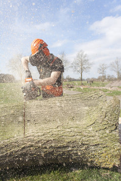 Lumberjack sawing tree trunk