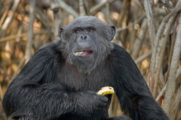 Chimpanzees eat vegetables. Republic of the Congo. Conkouati-Douli Reserve. An excellent illustration.
