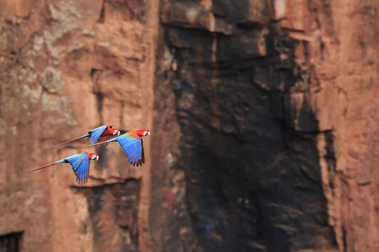 Brazil, Mato Grosso, Mato Grosso do Sul, Bonito, Buraco of Araras, flying scarlet macaws