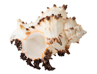 the sea shell