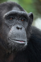 Fototapeta premium Portrait of a male chimpanzee. Republic of the Congo. Conkouati-Douli Reserve. An excellent illustration.