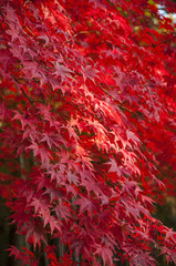 The red maple leaves in autumn season with depth of field, Japan