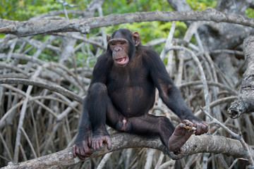 Chimpanzee on mangrove branches. Republic of the Congo. Conkouati-Douli Reserve. An excellent illustration.