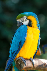 ルリコンゴウインコ