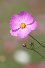 Fototapeta premium コスモスの花