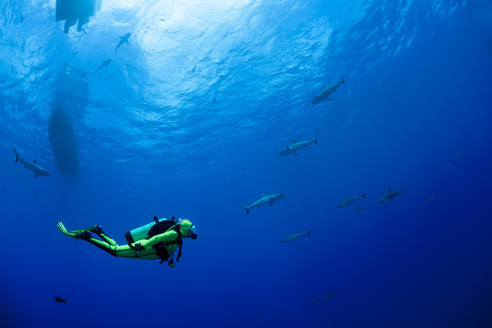 Oceania, Micronesia, Yap, Diver with grey reef sharks, Carcharhinus amblyrhynchos