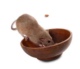 Brown fancy rat (Rattus norvegicus) eating peanuts from plate