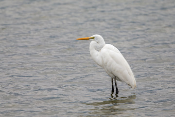 Great Egret perching in pond at Mai Po Nature Reserve of Hong Kong