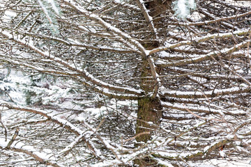 snow covered fir tree branches