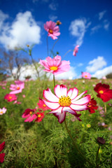 コスモス畑＠長崎県諫早市白木峰