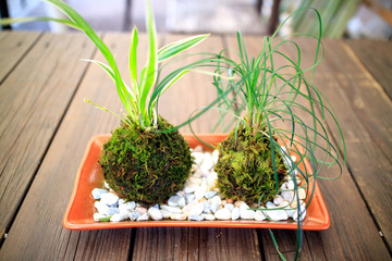 苔盆栽