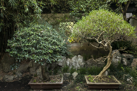 Chinese Bonsai Trees