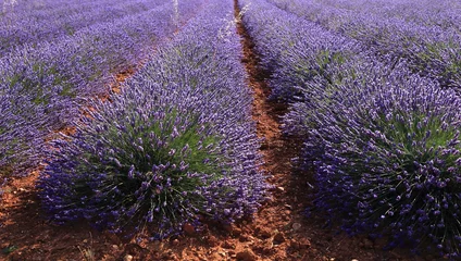 Deurstickers Lavendel lavendel lijnen