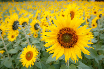 Naklejka premium 向日葵の花