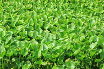 environment problem from water hyacinth