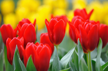 Obrazy na Szkle  Tulipany