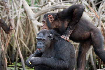Group chimpanzee sitting on mangrove branches. Republic of the Congo. Conkouati-Douli Reserve. An excellent illustration.