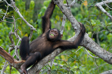 Chimpanzee on mangrove branches. Republic of the Congo. Conkouati-Douli Reserve. An excellent illustration.