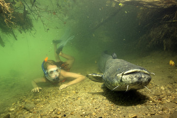 Germany, Bavaria, Girl diving with wels catfish, Silurus glandis, in river Alz