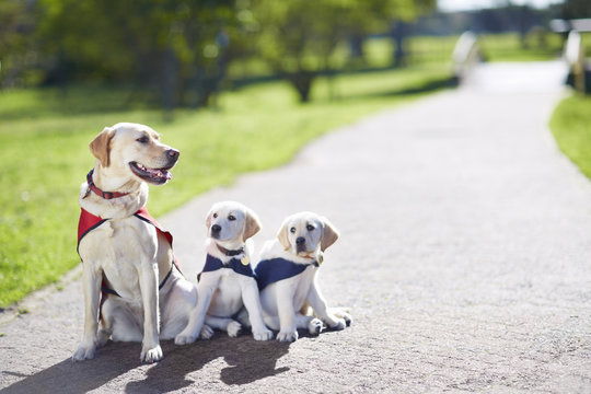 Three guide dogs at dog training