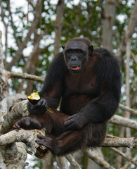 Chimpanzee on mangrove branches. Republic of the Congo. Conkouati-Douli Reserve. An excellent illustration.