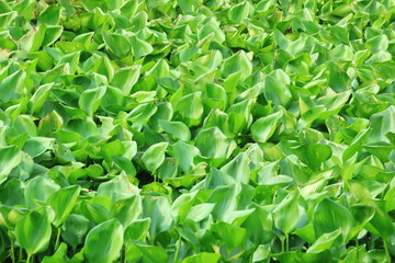 environment problem from water hyacinth