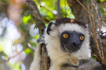 Hairy Verraux's Sifaka lemur head portrait in Madagascar wildlife