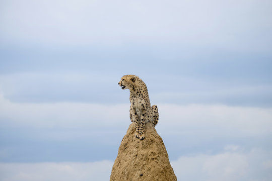 Africa, Namibia, Okonjima Nature Reserve, Cheetah, Acinonyx Jubatus, sitting on termite hill