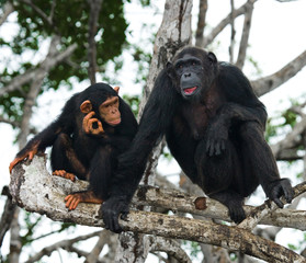 Female chimpanzee with a baby on mangrove trees. Republic of the Congo. Conkouati-Douli Reserve. 