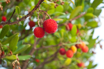 fruits d' arbousier