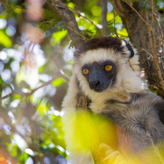 Black faced white sifaka wild animal in Zombitse National Park in Madagascar, Africa.