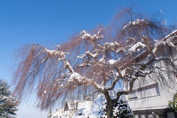 Baum im Winter vor einem Haus
