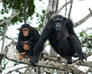 A female chimpanzee with a baby on mangrove trees. Republic of the Congo. Conkouati-Douli Reserve. An excellent illustration.