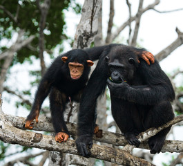 Female chimpanzee with a baby on mangrove trees. Republic of the Congo. Conkouati-Douli Reserve.