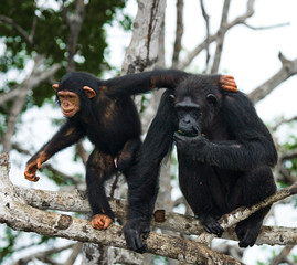A female chimpanzee with a baby on mangrove trees. Republic of the Congo. Conkouati-Douli Reserve. An excellent illustration.