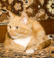 Cute Ginger Cat