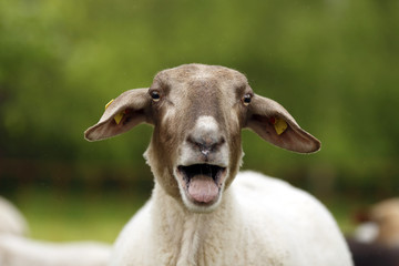 Bleating domestic sheep, Ovis orientalis aries