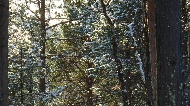 The pine branches covered with snow wave from a breeze in the coniferous wood lit with a bright sunlight, the falling snowflakes flash on the sun. 