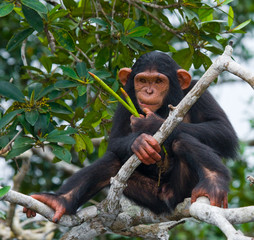 A baby chimpanzee on mangrove branches. Republic of the Congo. Conkouati-Douli Reserve. An excellent illustration.