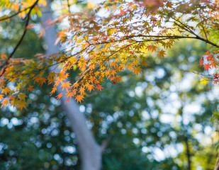 Branch of bright autumn maple leaves  and blur background