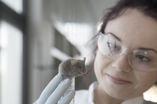 Germany, Research laboratory, Young scientist watching laboratory mouse after treatment
