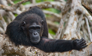 Chimpanzee on mangrove branches. Republic of the Congo. Conkouati-Douli Reserve. An excellent illustration.
