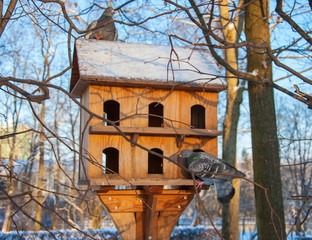 racks for birds in the winter park