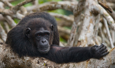 Chimpanzee on mangrove branches. Republic of the Congo. Conkouati-Douli Reserve. An excellent illustration.