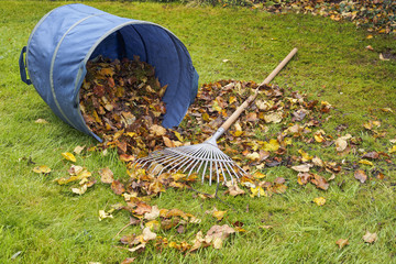 Rake and autumn leaves in garden