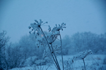 snowfall Winter landscape.