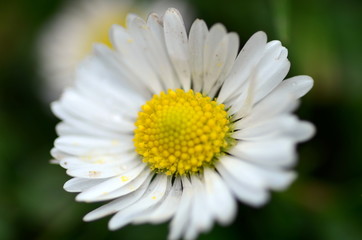 Obraz premium Nahaufnahme Gänseblümchen